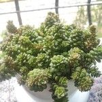 Sedum oreganum ഇല