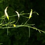 Cleome guianensis