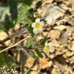 Anchusa aegyptiacaBlomst