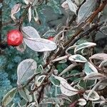 Cotoneaster franchetii Fruto