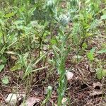 Filago pyramidata Tabia