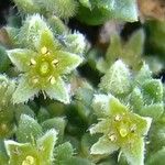 Herniaria alpina Fleur