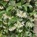 Trachelospermum jasminoidesKwiat