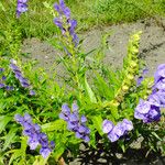 Scutellaria baicalensis Flor