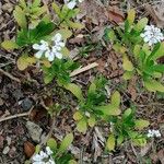 Iberis semperflorens Cvet