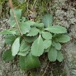 Saxifraga umbrosa Folla