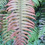 Blechnum cordatum മറ്റ്