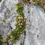 Salix herbacea Hábito