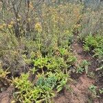 Kalanchoe lanceolata Habit