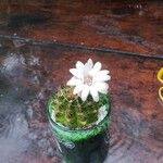 Discocactus horstii Flower