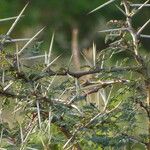 Acacia xanthophloea Schors