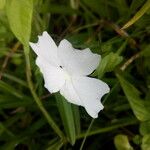 Thunbergia laevis ᱵᱟᱦᱟ