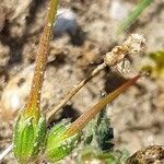 Erodium cicutarium Hedelmä