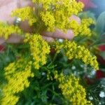 Solidago canadensisFolha