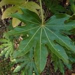 Fatsia japonica 葉