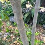 Alstonia macrophylla Bark