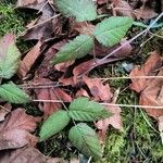 Rubus ursinus 樹皮