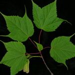 Acer acuminatum 整株植物