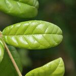 Combretum constrictum Leaf