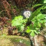 Petasites frigidus Blatt