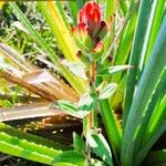 Castilleja minor Blüte