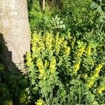 Lysimachia punctata Flower