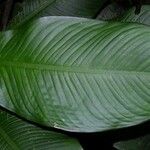 Dieffenbachia tonduzii Leaf