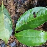 Neea floribunda Leaf