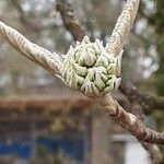 Viburnum buddleifolium পাতা