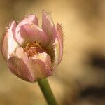 Anemone tuberosa Λουλούδι