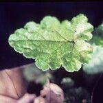 Mitella ovalis Leaf
