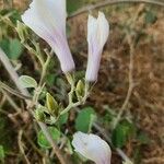Ipomoea spathulata Fleur