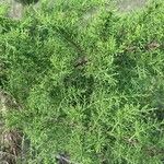 Juniperus procera Φύλλο