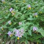 Melampyrum subalpinum 花