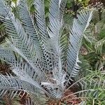 Encephalartos lehmannii Hábito
