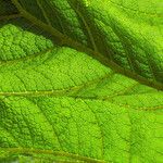 Gunnera tinctoria Blatt