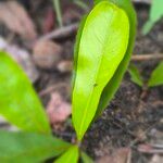 Brackenridgea arenaria Лист