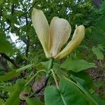 Magnolia fraseri फूल