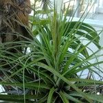 Tillandsia fasciculata Blad