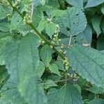 Boehmeria cylindrica Листок