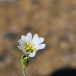 Cerastium gibraltaricum Flor