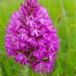 Anacamptis pyramidalisFlower