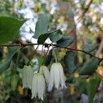 Crinodendron patagua Fiore