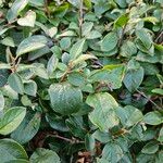 Cotoneaster acutifolius Leaf