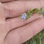 Lappula squarrosa Цветок