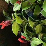 Aeschynanthus radicans Tabia