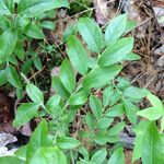 Vaccinium myrtilloides Leaf