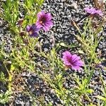 Salpiglossis sinuata Çiçek