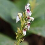 Pseuderanthemum maculatum Virág