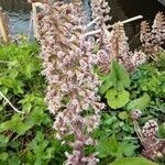 Petasites hybridus Çiçek